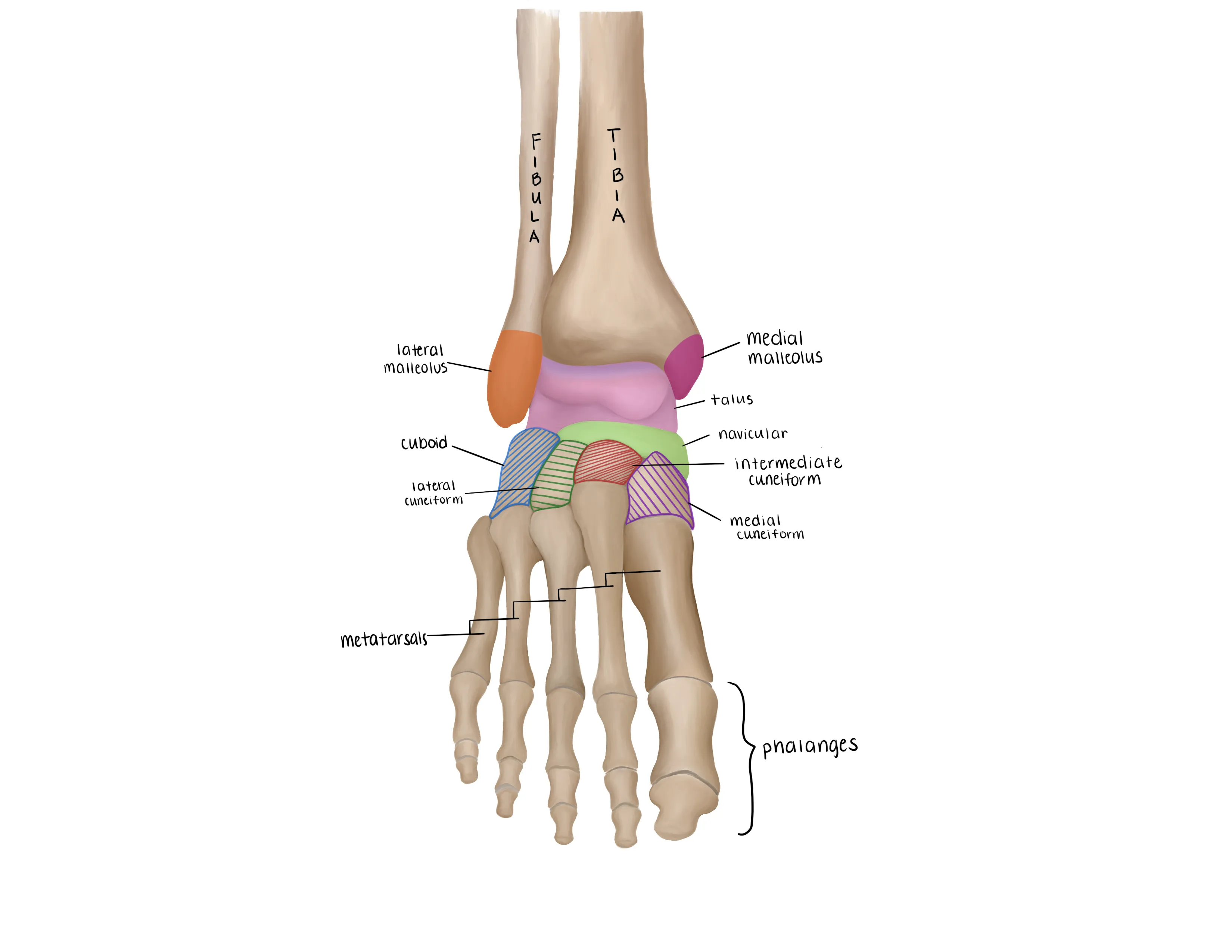 Metatarsophalangeal (MTP) Injuries